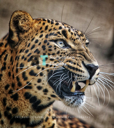 Sri lankan leopard