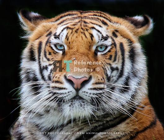 Bengal tiger