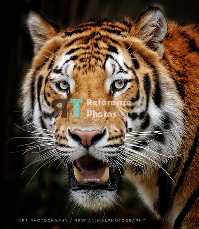 Bengal tiger