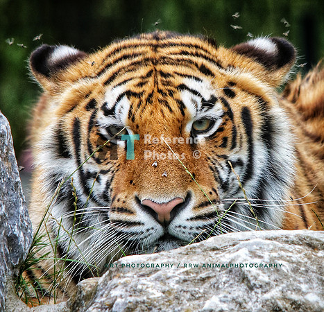 Bengal tiger