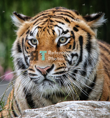 Bengal tiger
