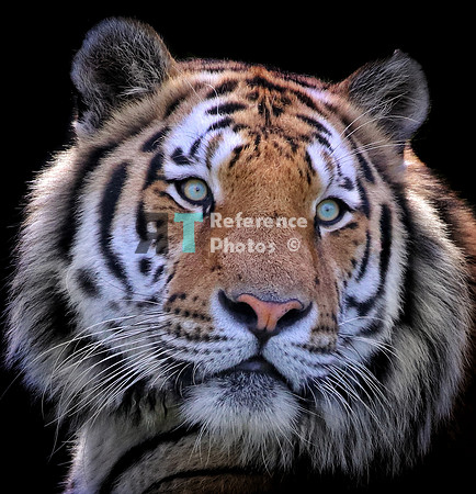 Siberian tiger