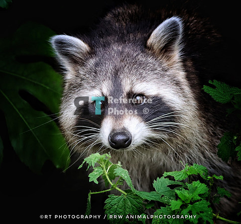 Raccoon
