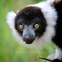 Black and white lemur