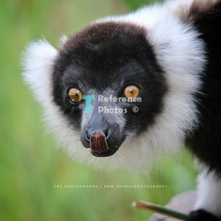 Black and white lemur