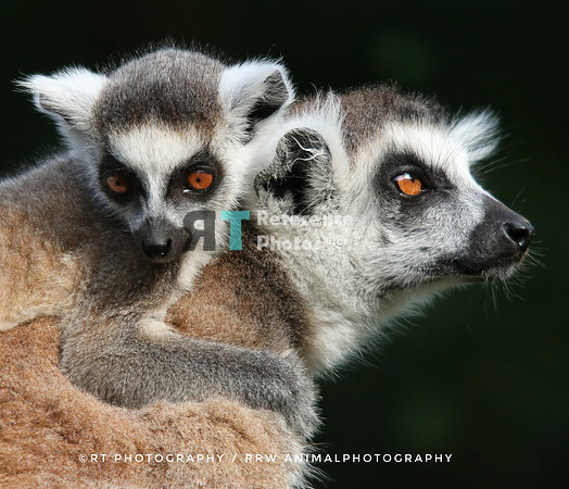 Ringtailed lemur with baby