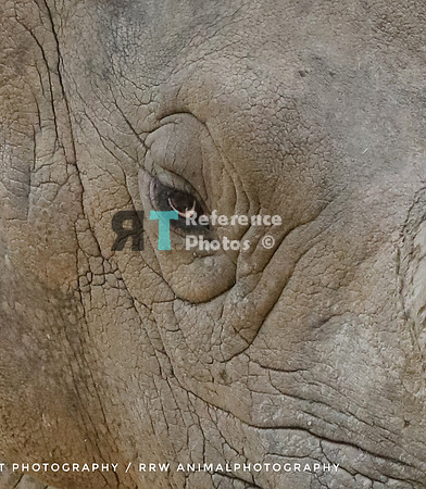 Eye of a white rhinoceros
