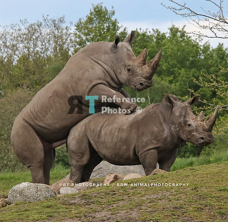 White rhinoceros