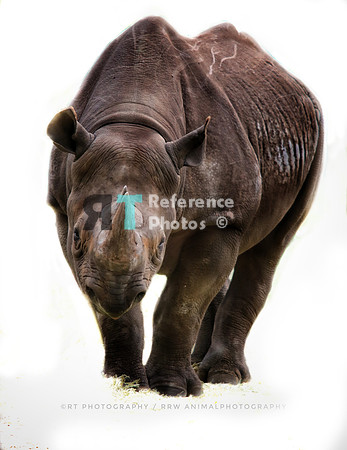 Indian rhinoceros