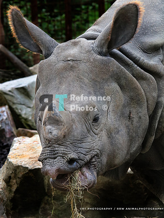 Indian rhinoceros