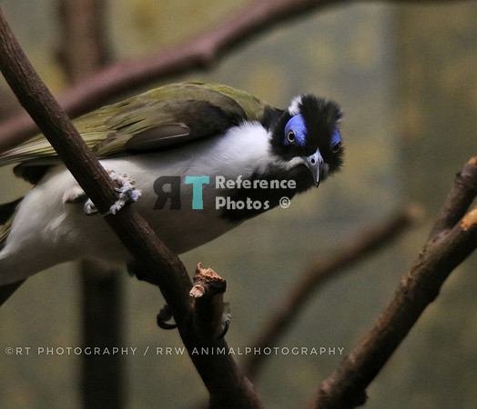 Blue masked bird