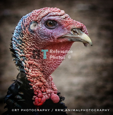 Turkey