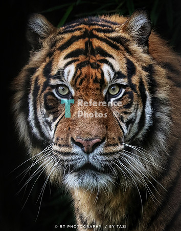 Sumatran tiger