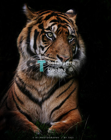 Sumatran tiger