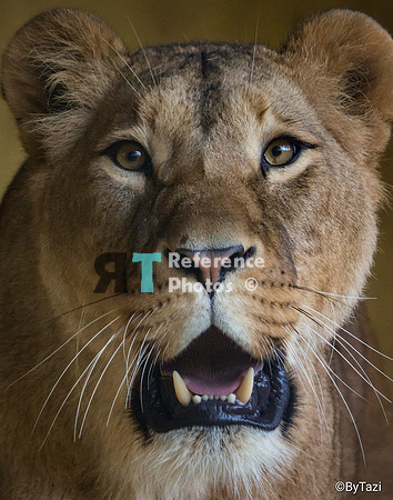 Aftican Lioness portrait