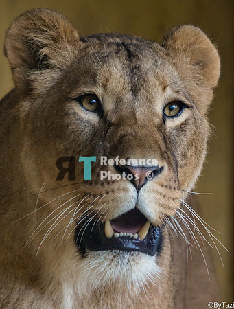 Lioness portrait
