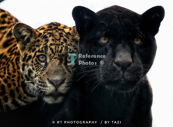 Black and spotted jaguar (Mother and son) Note: Slightly grainy, but still detailed