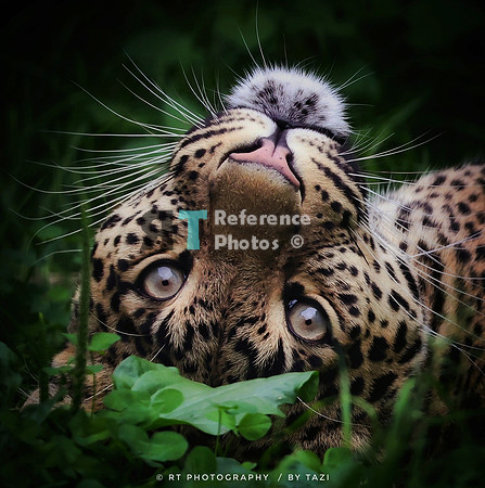 Leopard (Note: small file, but detailed)
