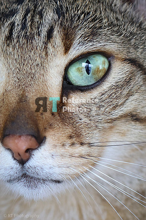 Savannah Cat 'Noa' of Cattey Savval