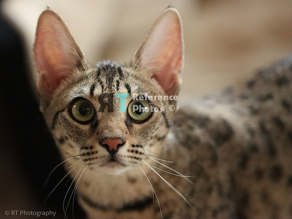 Savannah Cat 'Gaia' of Cattey Savval