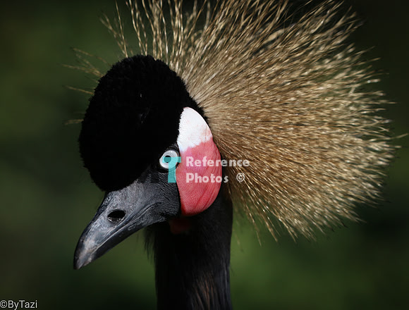 Grey crowned crane