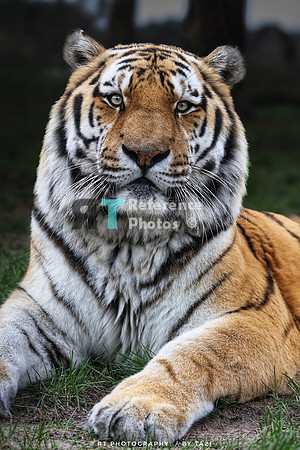 Amur tiger