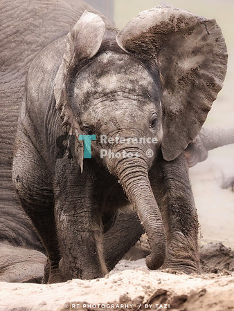 African elephant calf