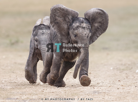 African elephant calfs