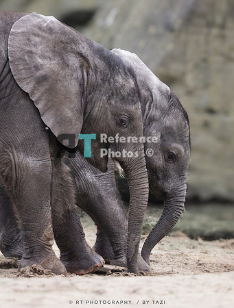 African elephant calfs