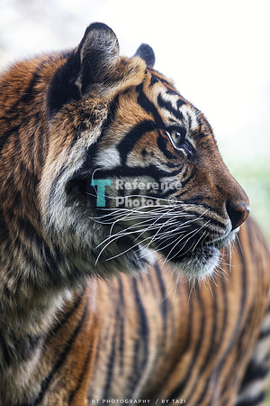 Sumatran tiger