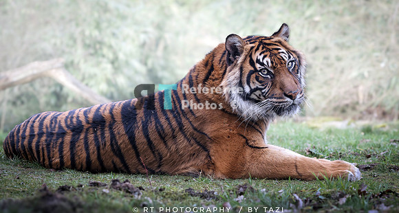 Sumatran tiger (light edit)