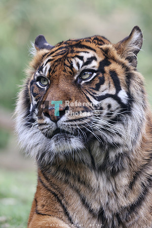 Sumatran tiger