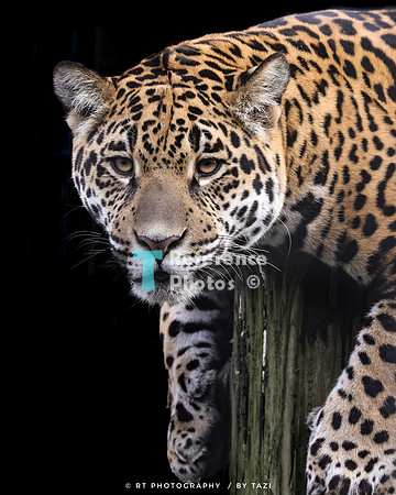 Juvenile jaguar