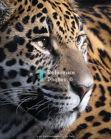 Juvenile jaguar (Note: small  but detailed file)