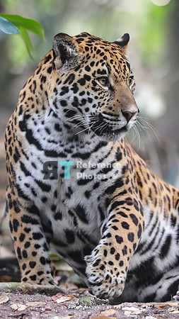 Juvenile jaguar