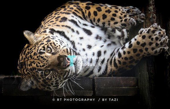Juvenile jaguar
