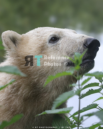 Polar bear cub
