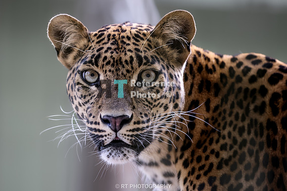 Sri lanka leopard