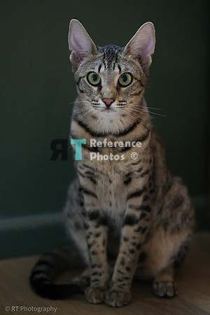 Savannah Cat 'Gaia' of Cattey Savval