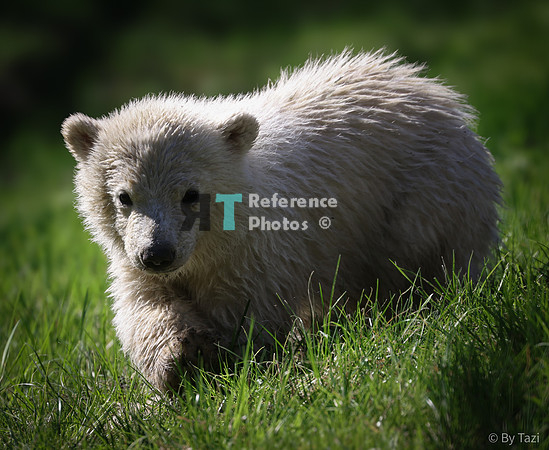 Polar bear cub