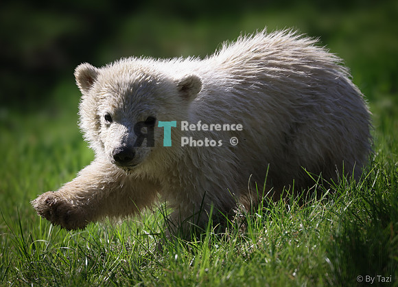 Polar bear cub