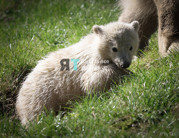 Polar bear cub