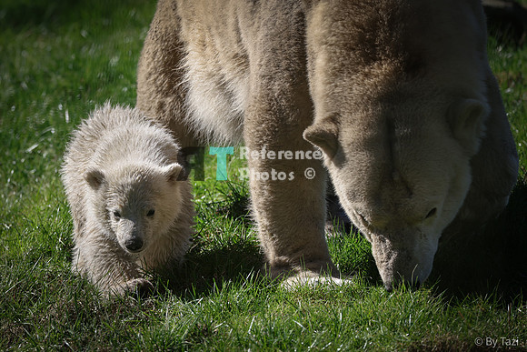 Polar bear cub and mother