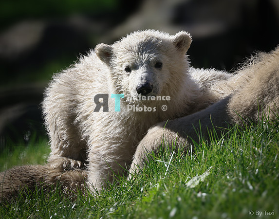 Polar bear cub