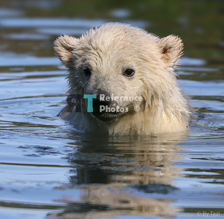 Polar bear cub
