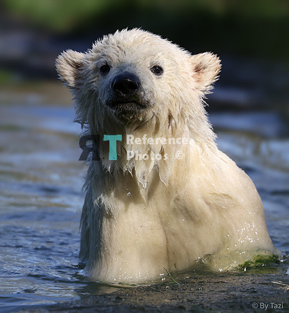 Polar bear cub