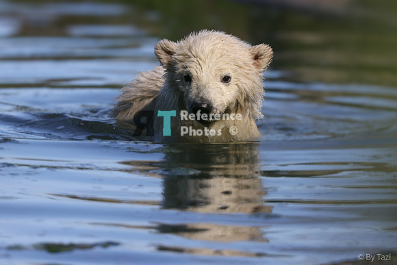 Polar bear cub