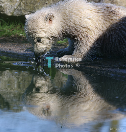 Polar bear cub