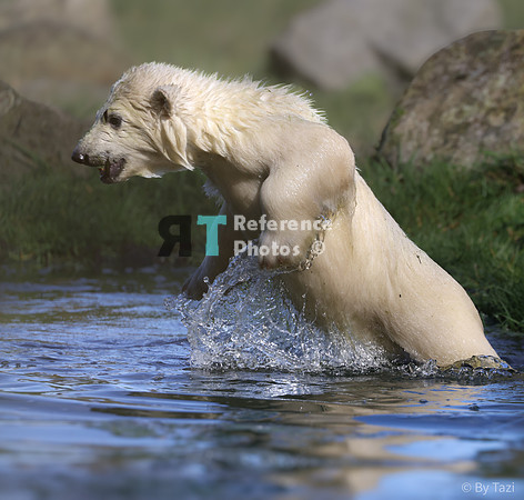Polar bear cub