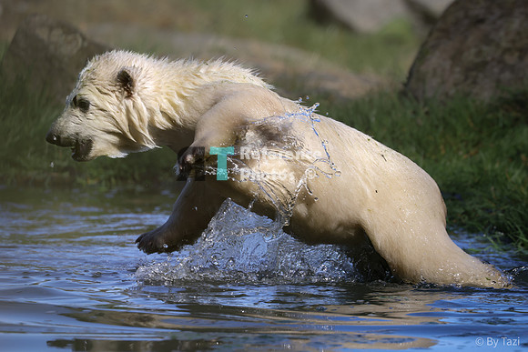 Polar bear cub